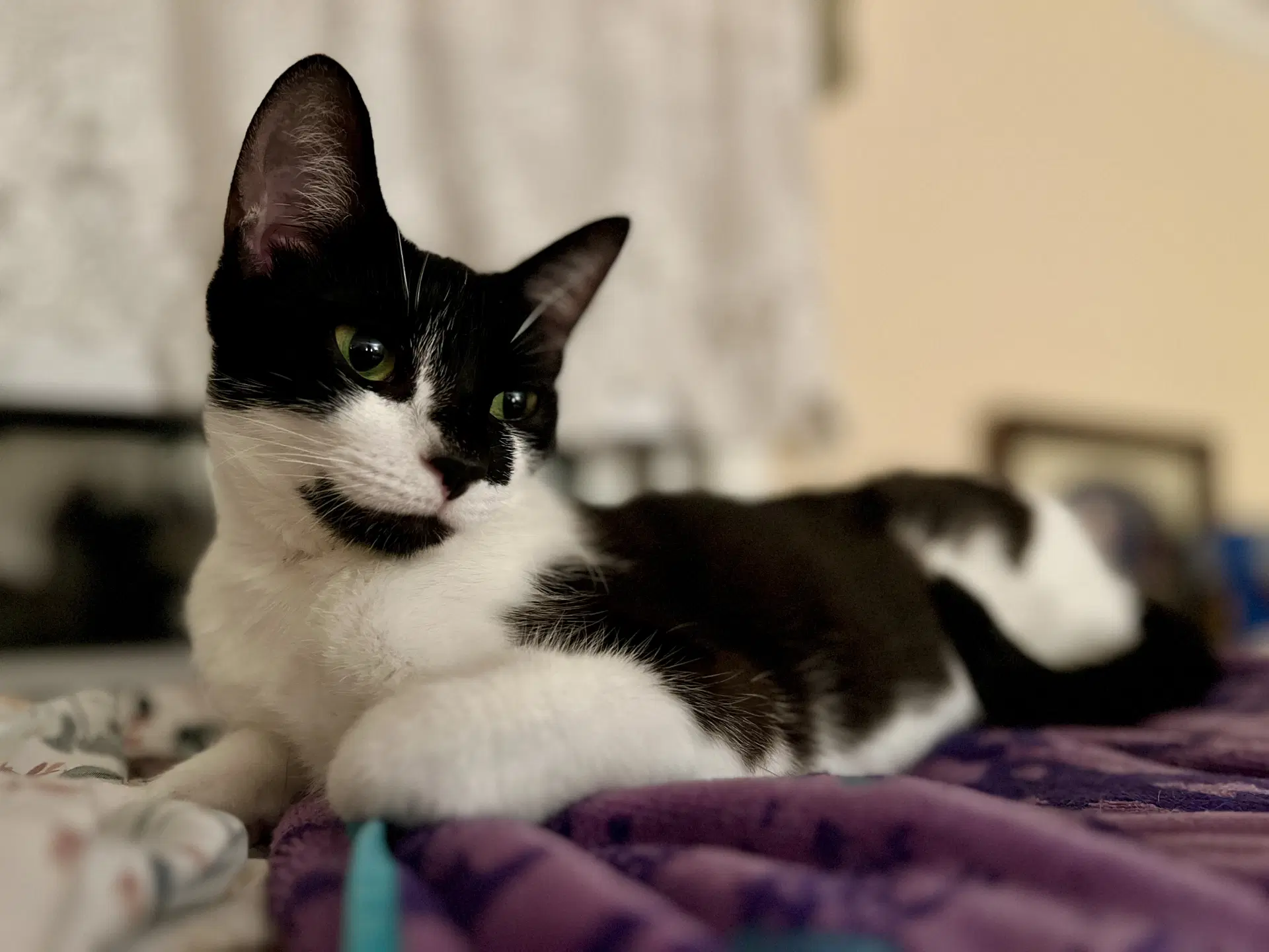 Clementine image 2