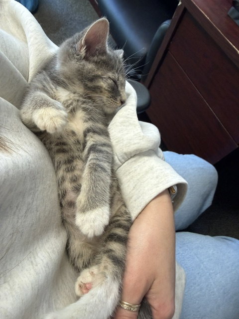 Fire Breather (Calli), a Domestic Short Hair (short coat) cat for adoption in Herndon, VA, photo 1 of 4