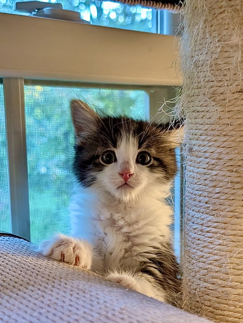 Aquila, a Domestic Medium Hair (medium coat) cat for adoption in Herndon, VA, photo 1 of 4