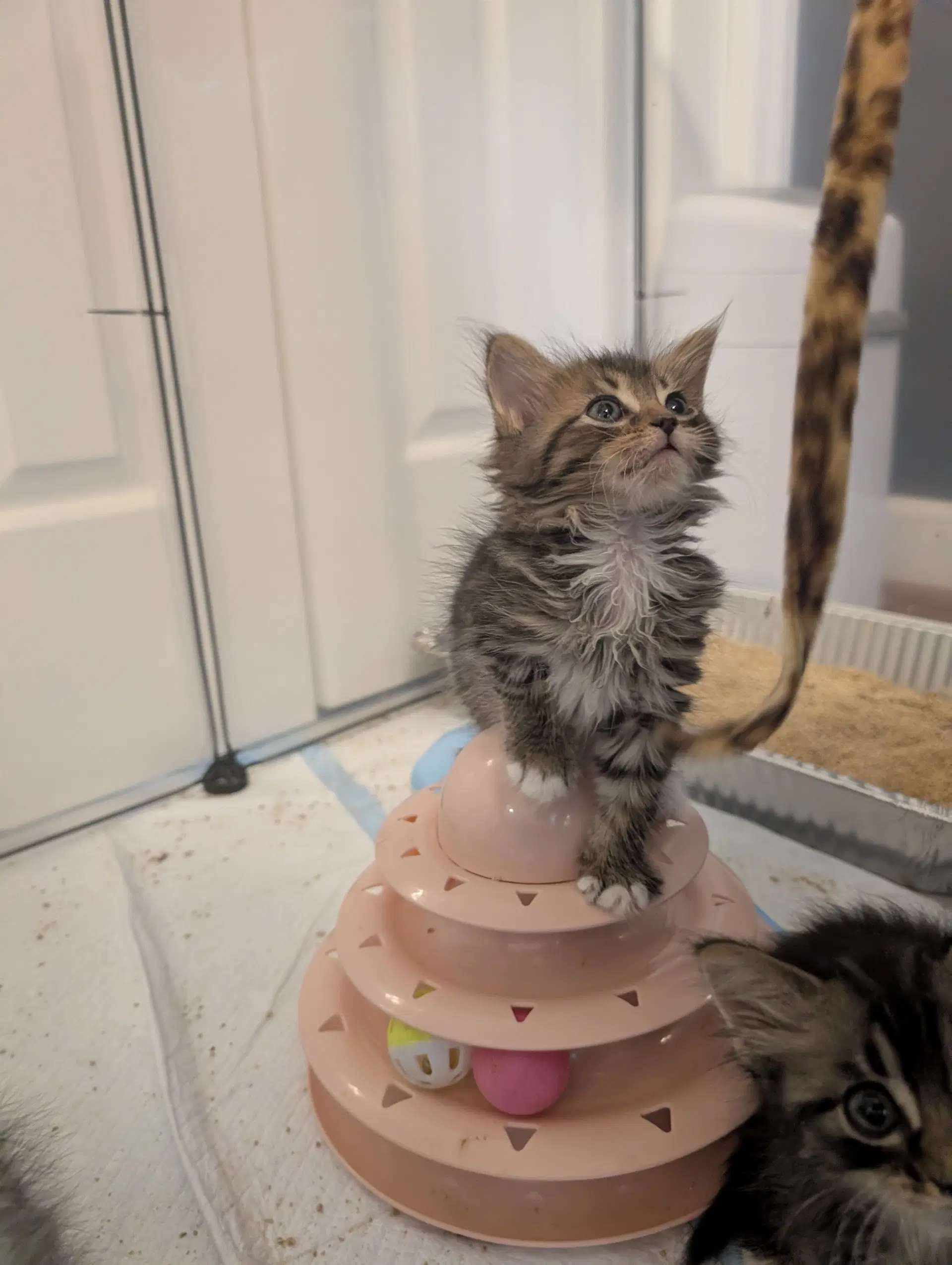 Andromeda - Domestic Medium Hair