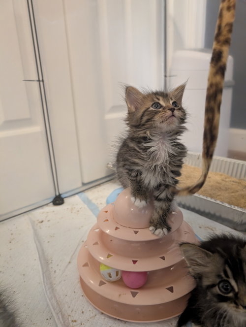Andromeda, a Domestic Medium Hair (medium coat) cat for adoption in Herndon, VA, photo 1 of 4