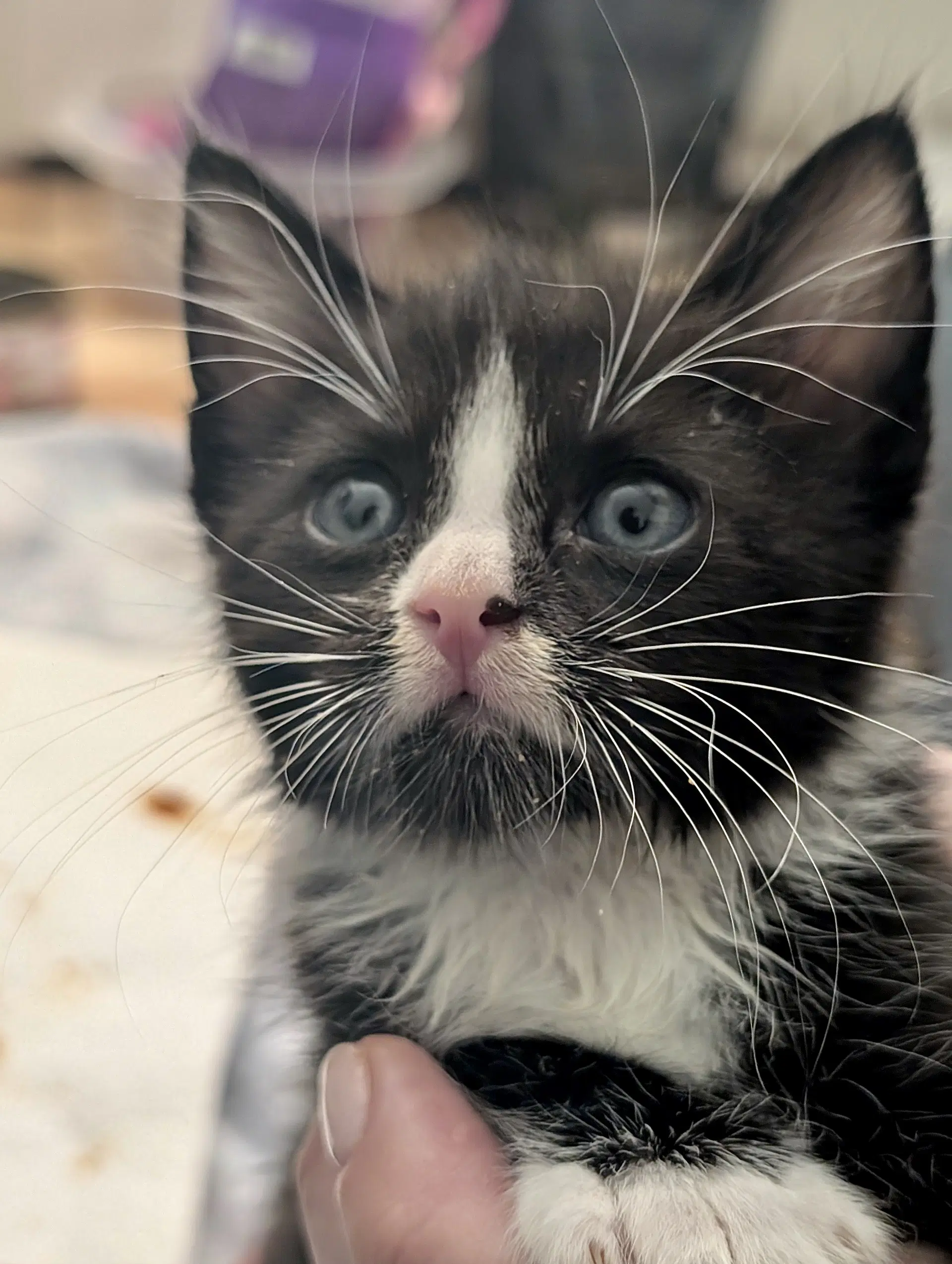 Orion - Domestic Medium Hair
