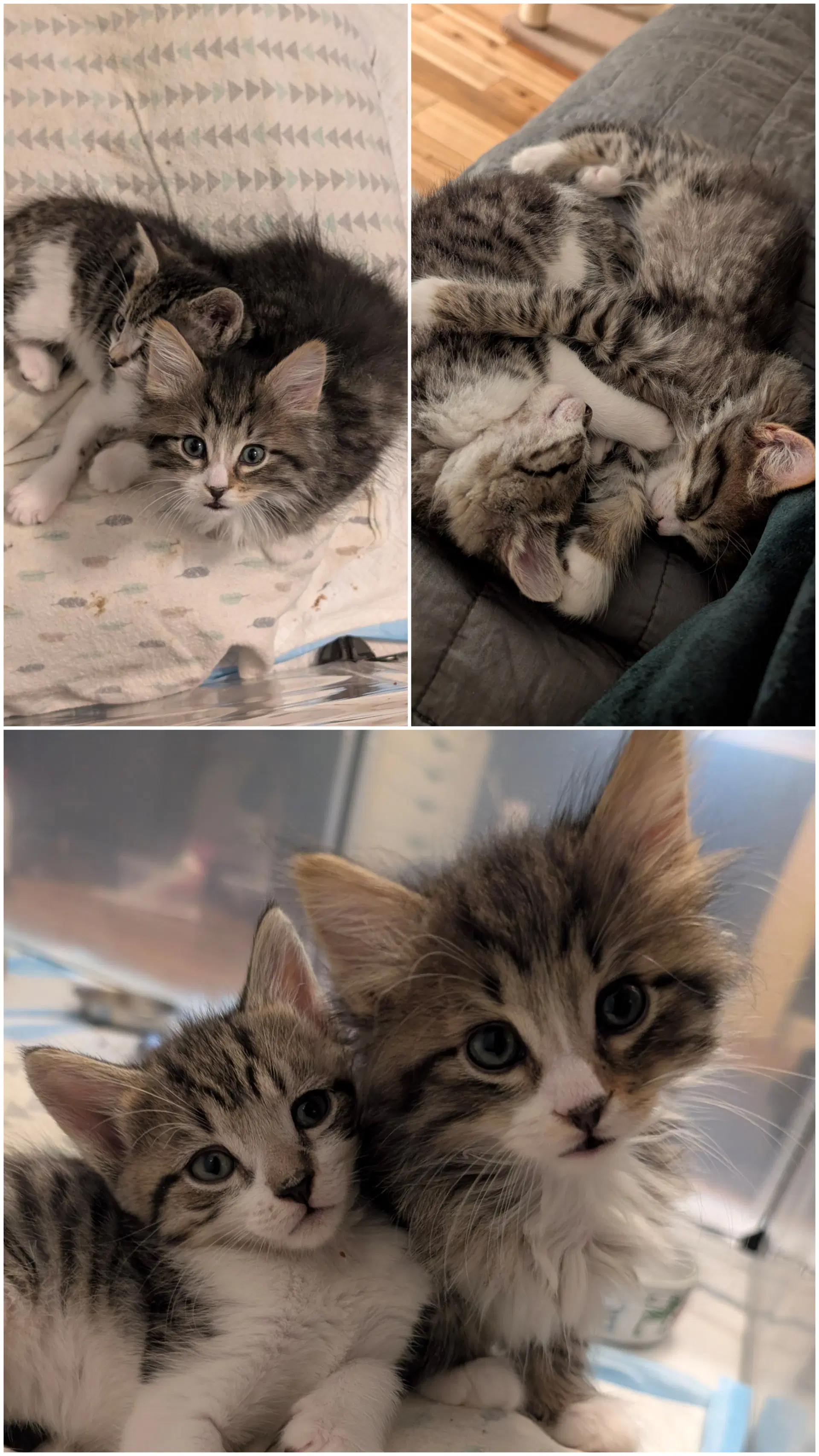 Pegasus  Aurora Bonded - Domestic Medium Hair