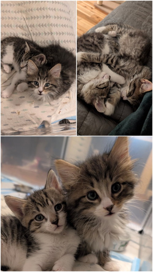 Pegasus & Aurora BONDED, a Domestic Medium Hair (medium coat) cat for adoption in Herndon, VA, photo 1 of 3