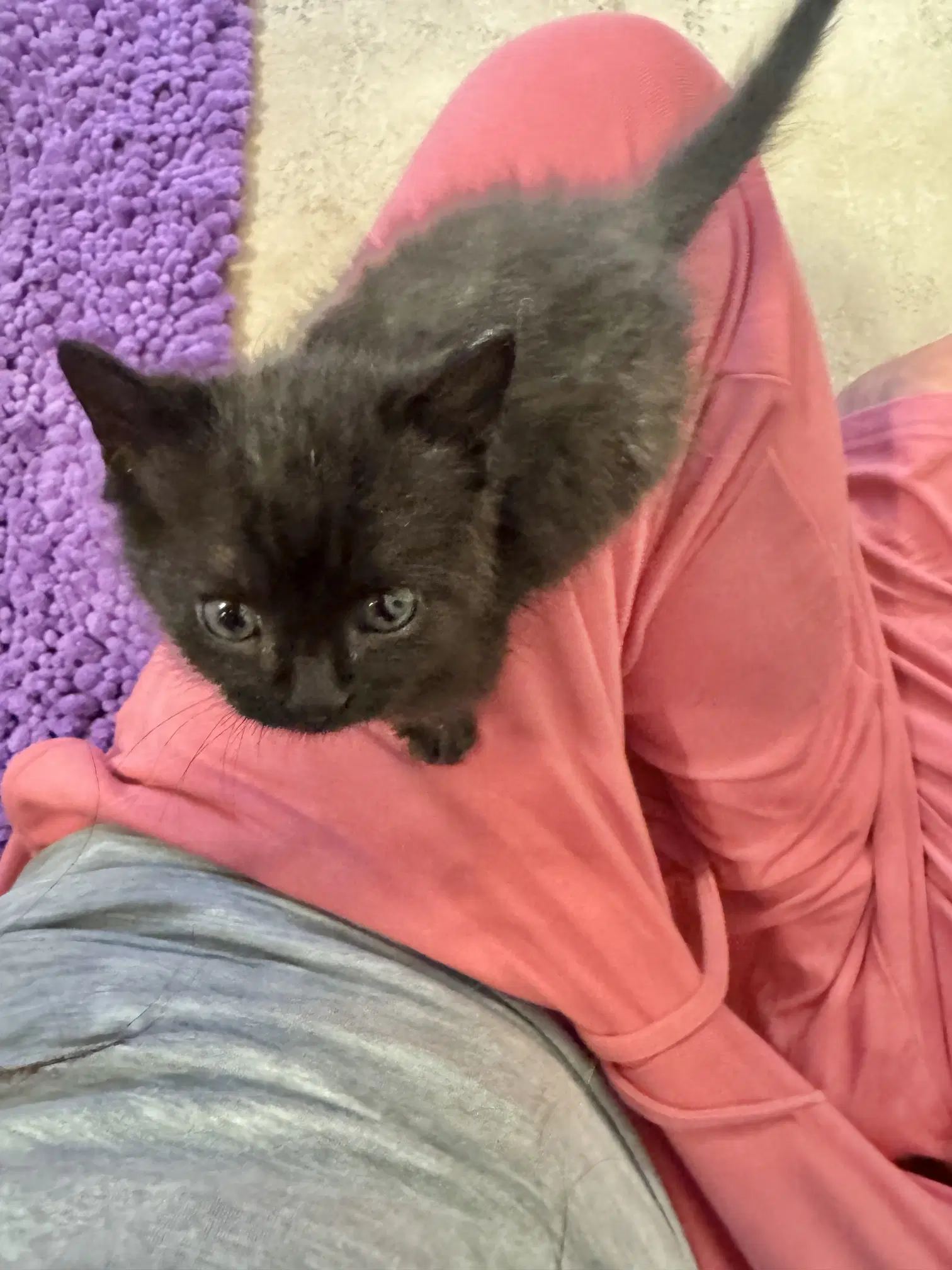 Brad - Domestic Short Hair