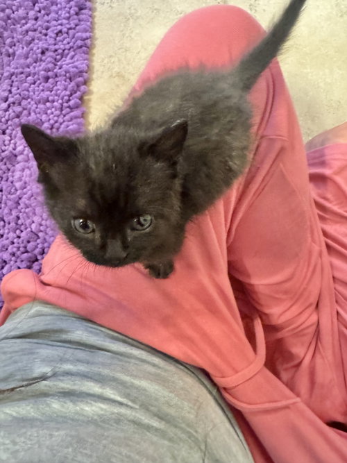 Brad, a Domestic Short Hair (short coat) cat for adoption in Herndon, VA, photo 1 of 2
