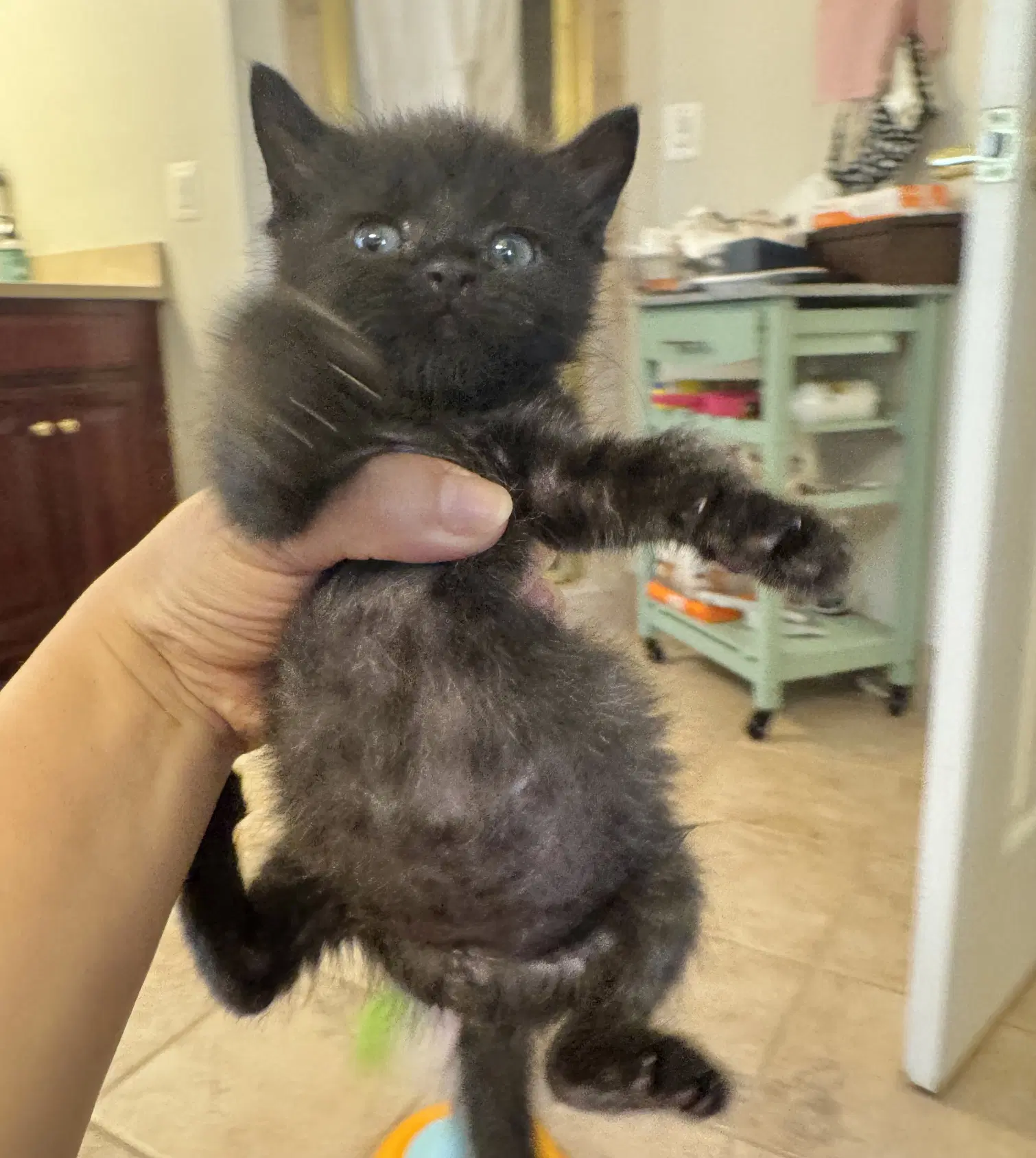 Chad - Domestic Short Hair