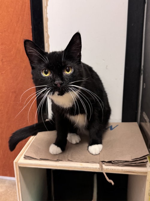 Harriette, a cat for adoption from Fancy Cats Rescue Team