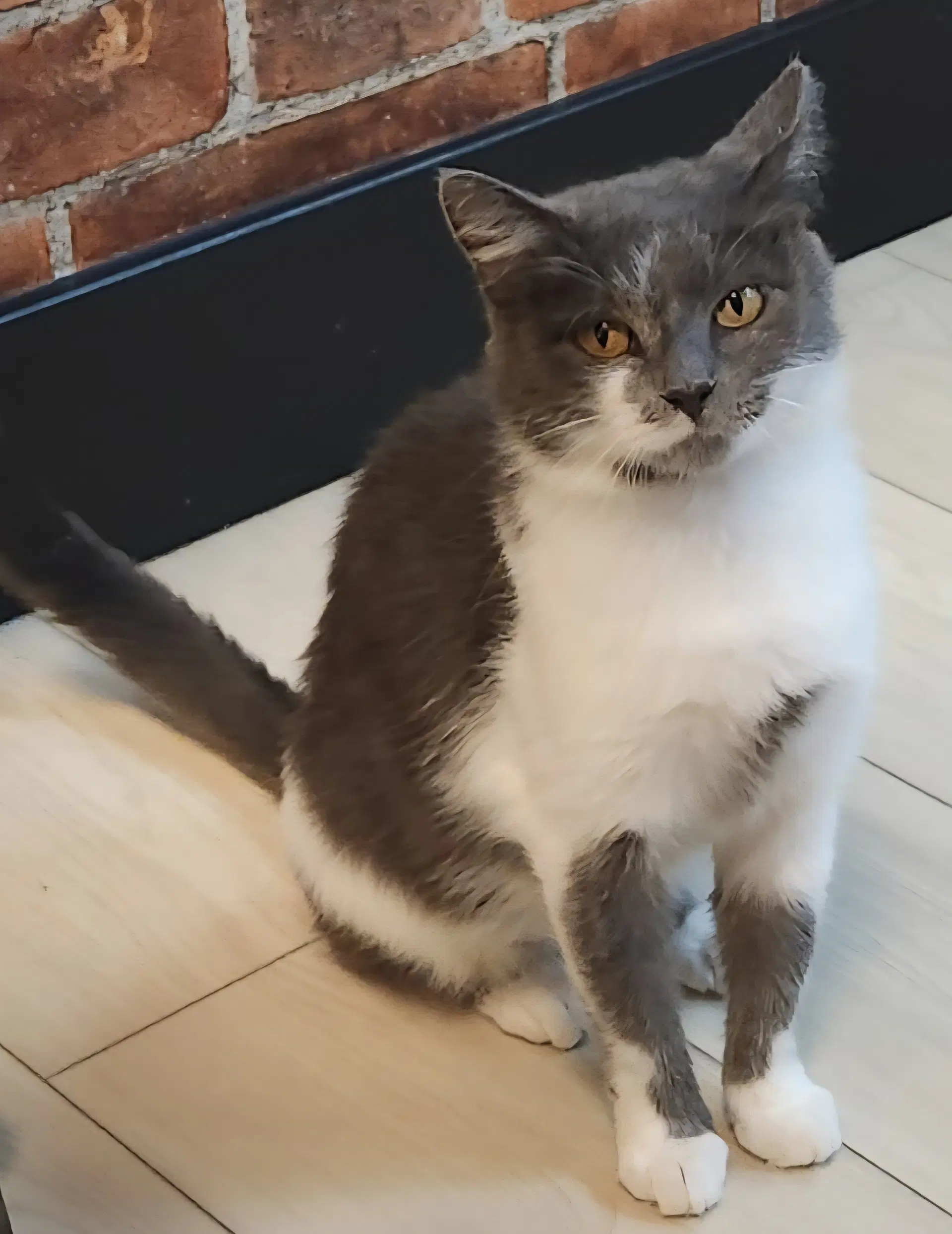Leigh - Domestic Short Hair