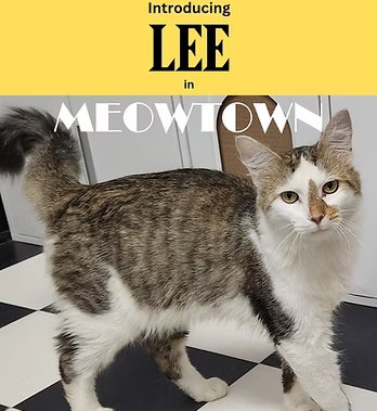 Lee, a cat for adoption from Fancy Cats Rescue Team