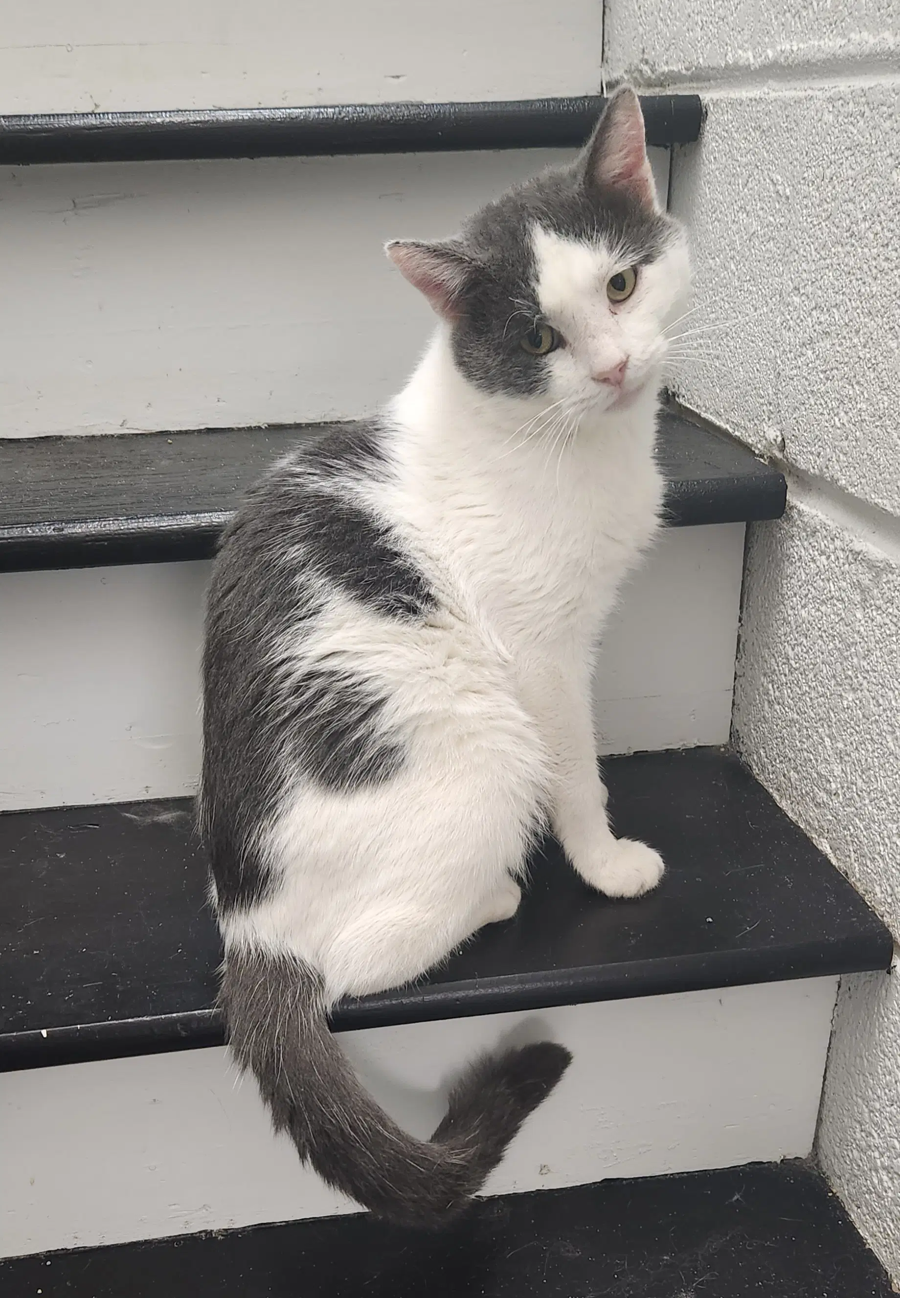 Spanolee - Domestic Short Hair