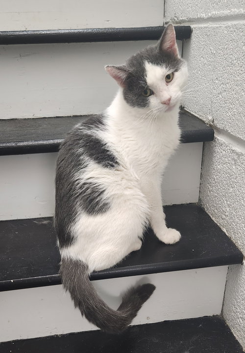 Spanolee, a cat for adoption from Fancy Cats Rescue Team