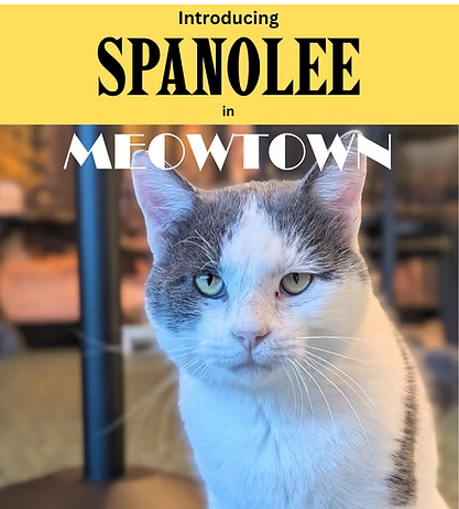 Spanolee, a Domestic Short Hair (short coat) cat for adoption in Herndon, VA, photo 1 of 4