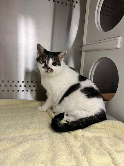 Chyno, a cat for adoption from Fancy Cats Rescue Team