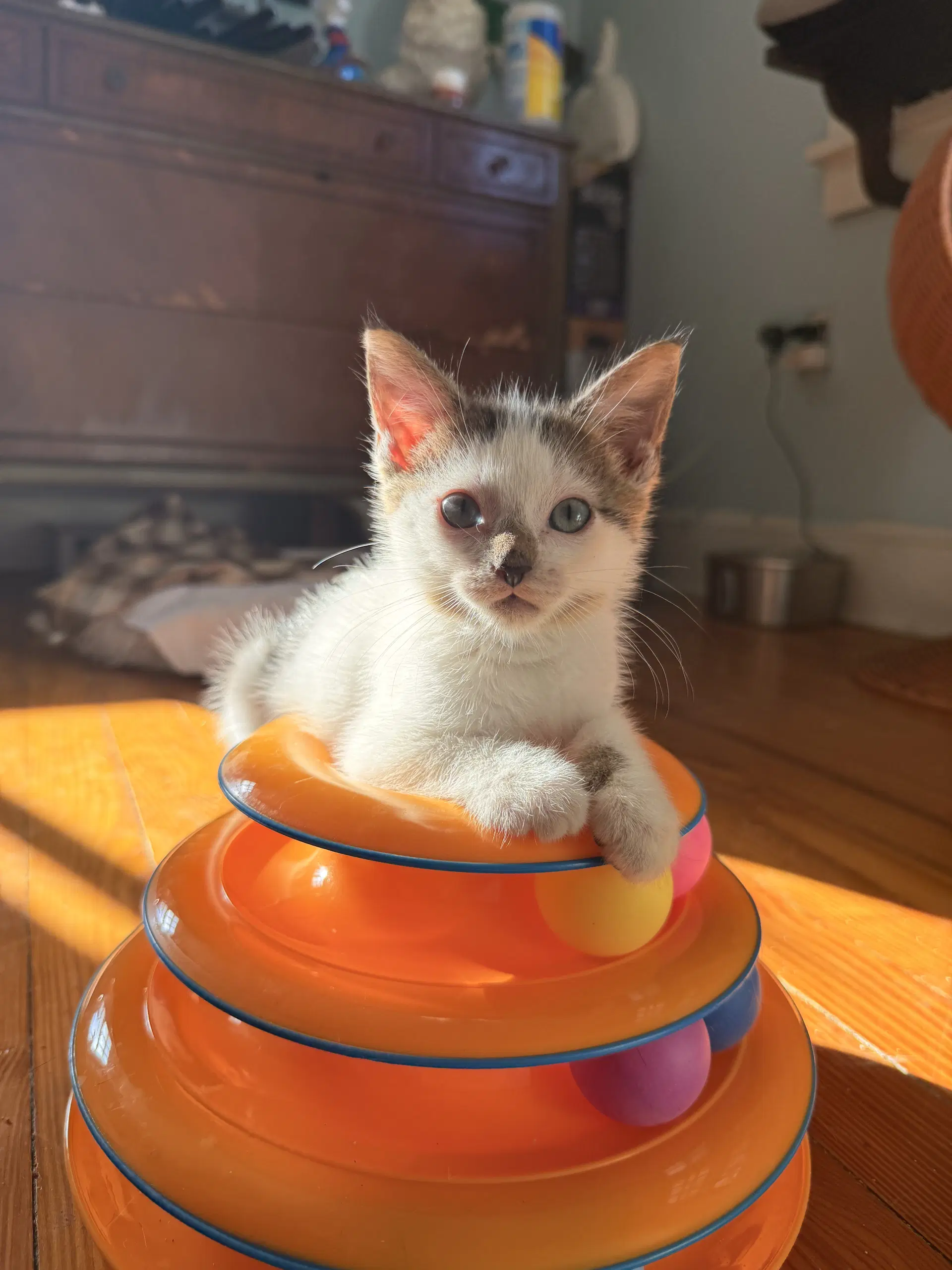Breadstick - Domestic Short Hair