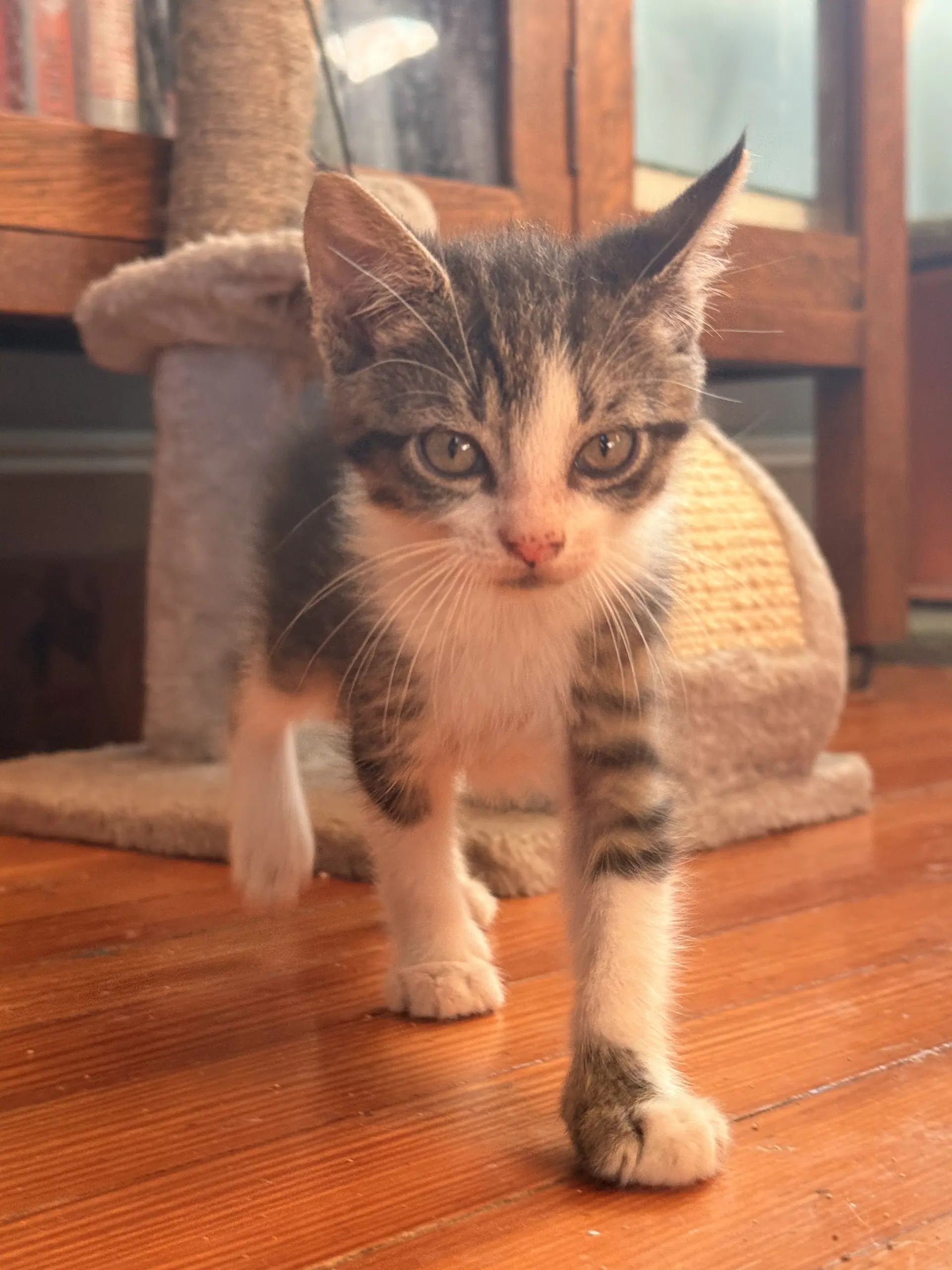 Linguine - Domestic Short Hair