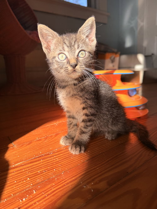 Juicebox, a Domestic Short Hair (short coat) cat for adoption in Herndon, VA