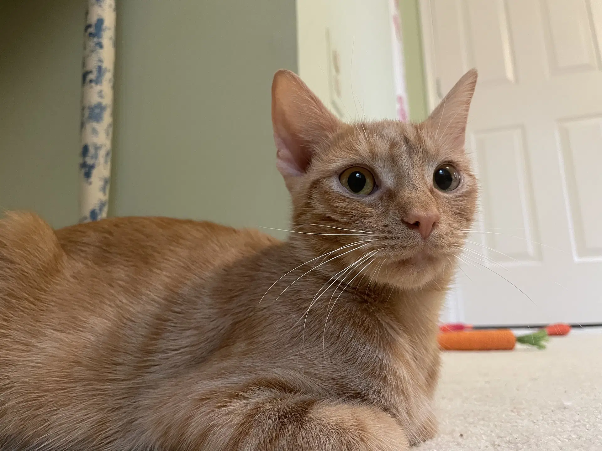 Yammie - Domestic Short Hair