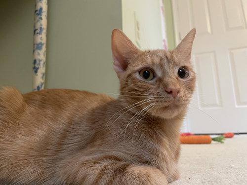 Yammie, a Domestic Short Hair (short coat) cat for adoption in Herndon, VA, photo 1 of 4