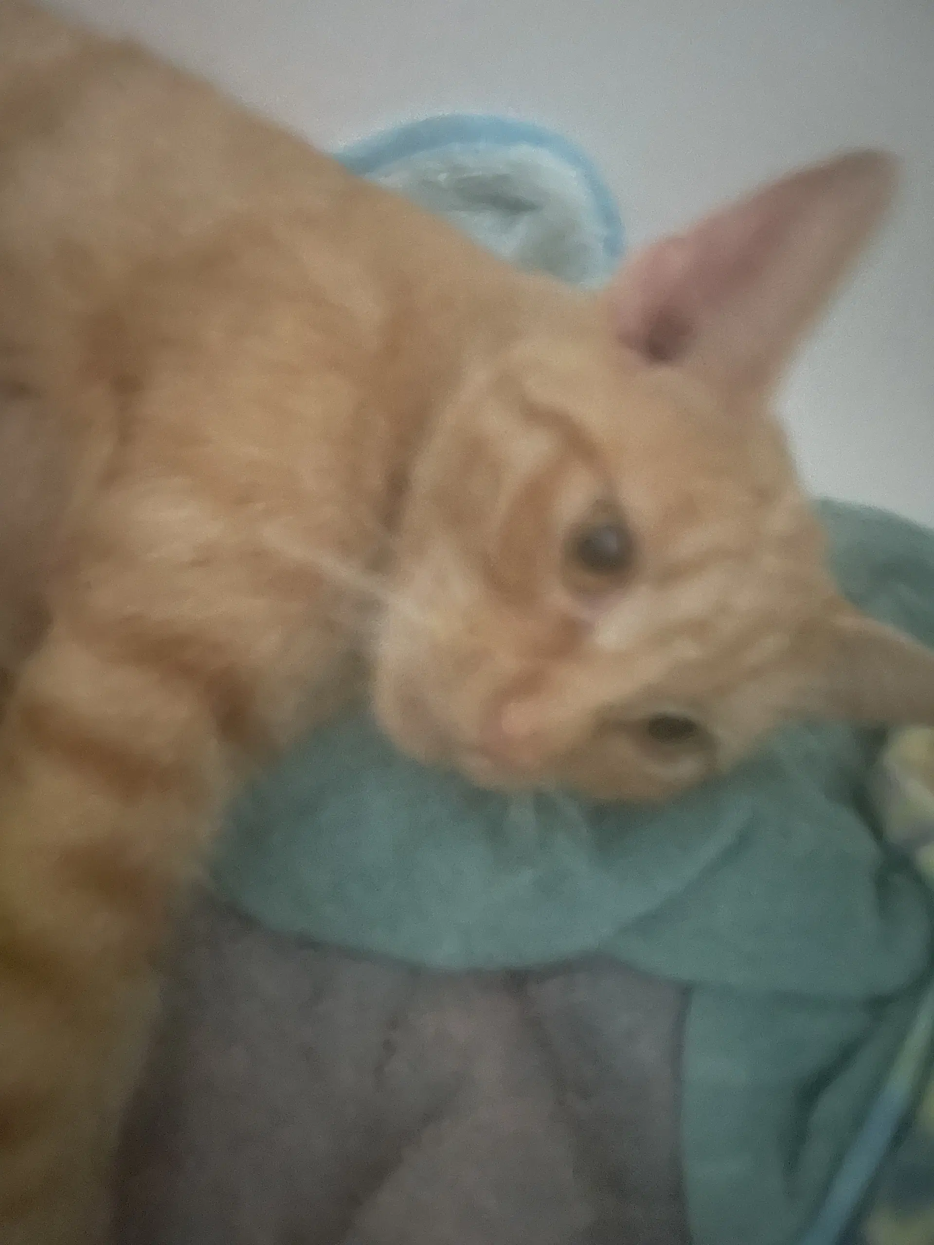 Yammie image 2