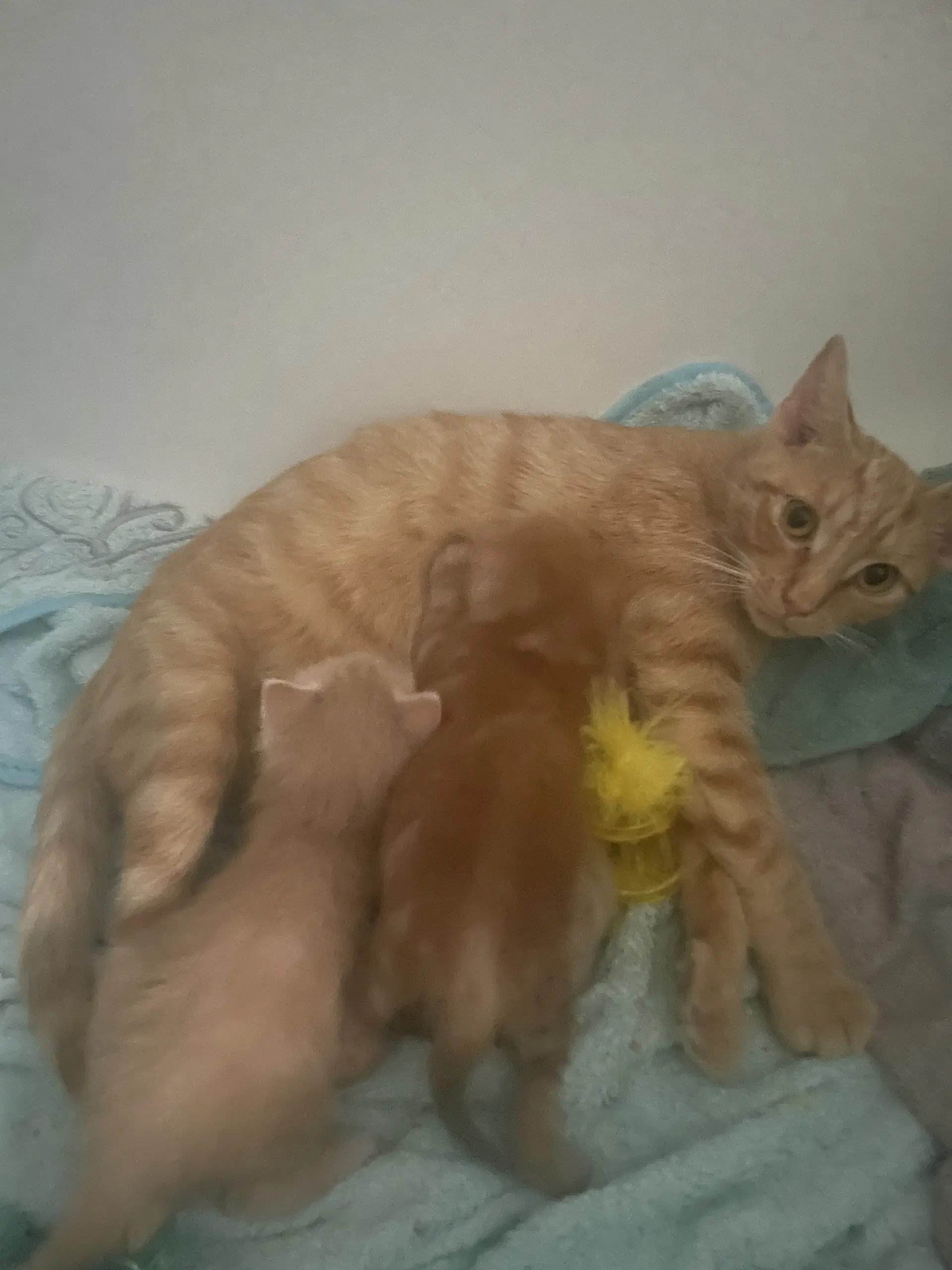 Yammie image 4