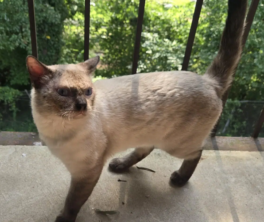 Yoda - Siamese