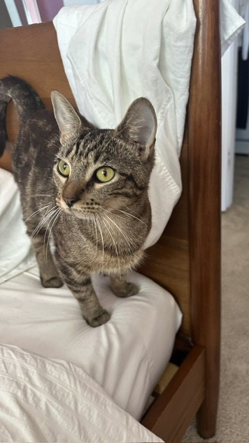 Tracey (Gloria), a Domestic Short Hair (short coat) cat for adoption in Herndon, VA, photo 1 of 3