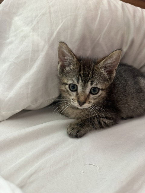 Stacey, a Domestic Short Hair (short coat) cat for adoption in Herndon, VA, photo 1 of 5