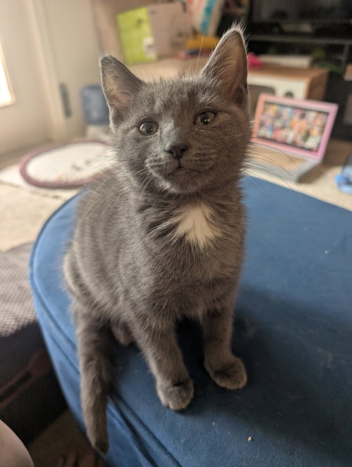 Caribou, a Domestic Short Hair (short coat) cat for adoption in Herndon, VA, photo 1 of 4