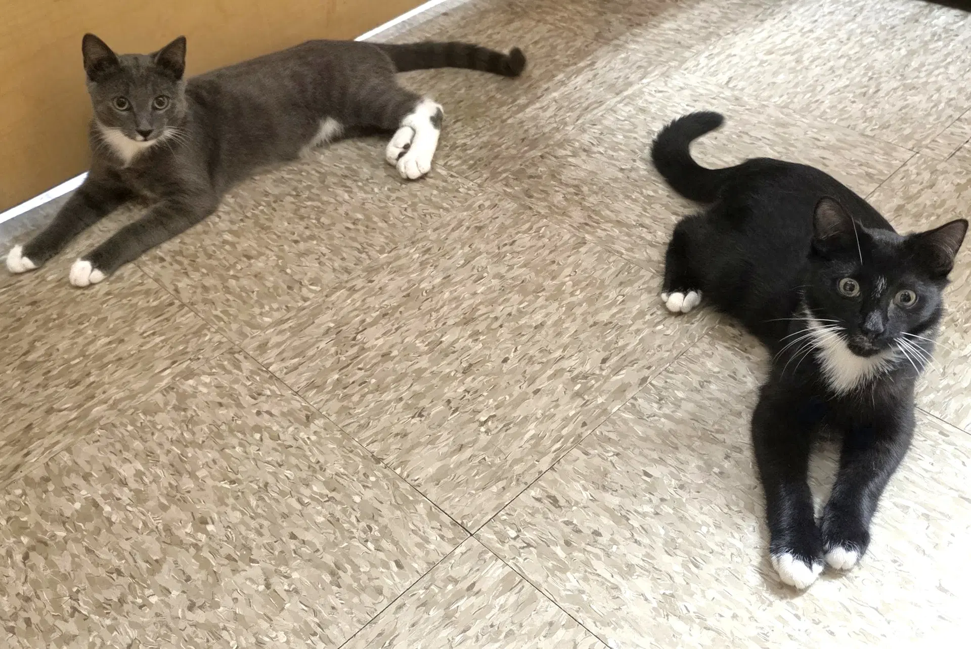 Truman  Milton Bonded - Domestic Short Hair