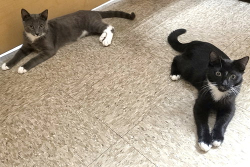 Truman & Milton *BONDED*, a cat for adoption from Fancy Cats Rescue Team