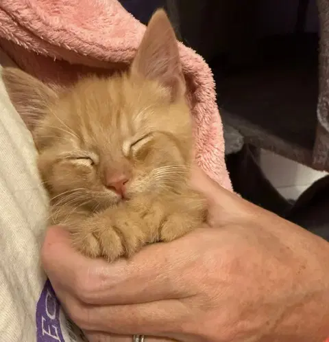 Kai - Domestic Short Hair