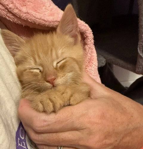 Kai, a cat for adoption from Fancy Cats Rescue Team