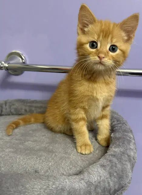 Cheeto - Domestic Short Hair
