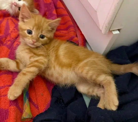 Cheeto image 2
