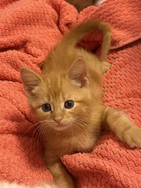 Cheeto image 3