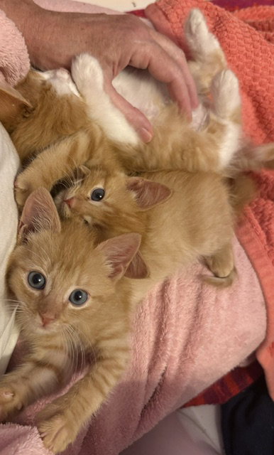 Photo 4 of Cheeto