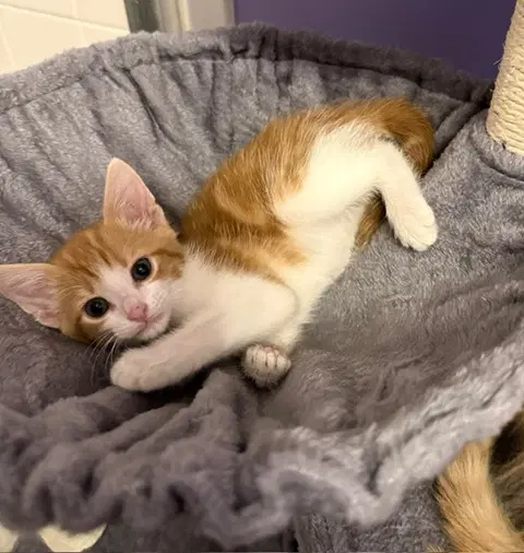 Pixel - Domestic Short Hair