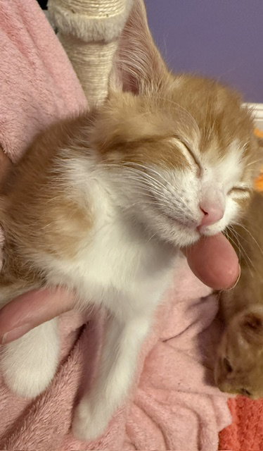 Photo 2 of Pixel