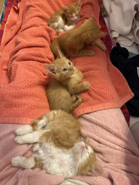 Photo 3 of Pixel