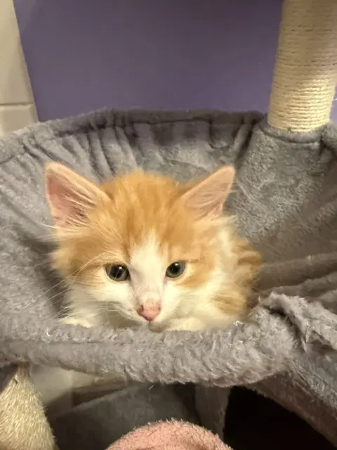 Blaze - Domestic Medium Hair