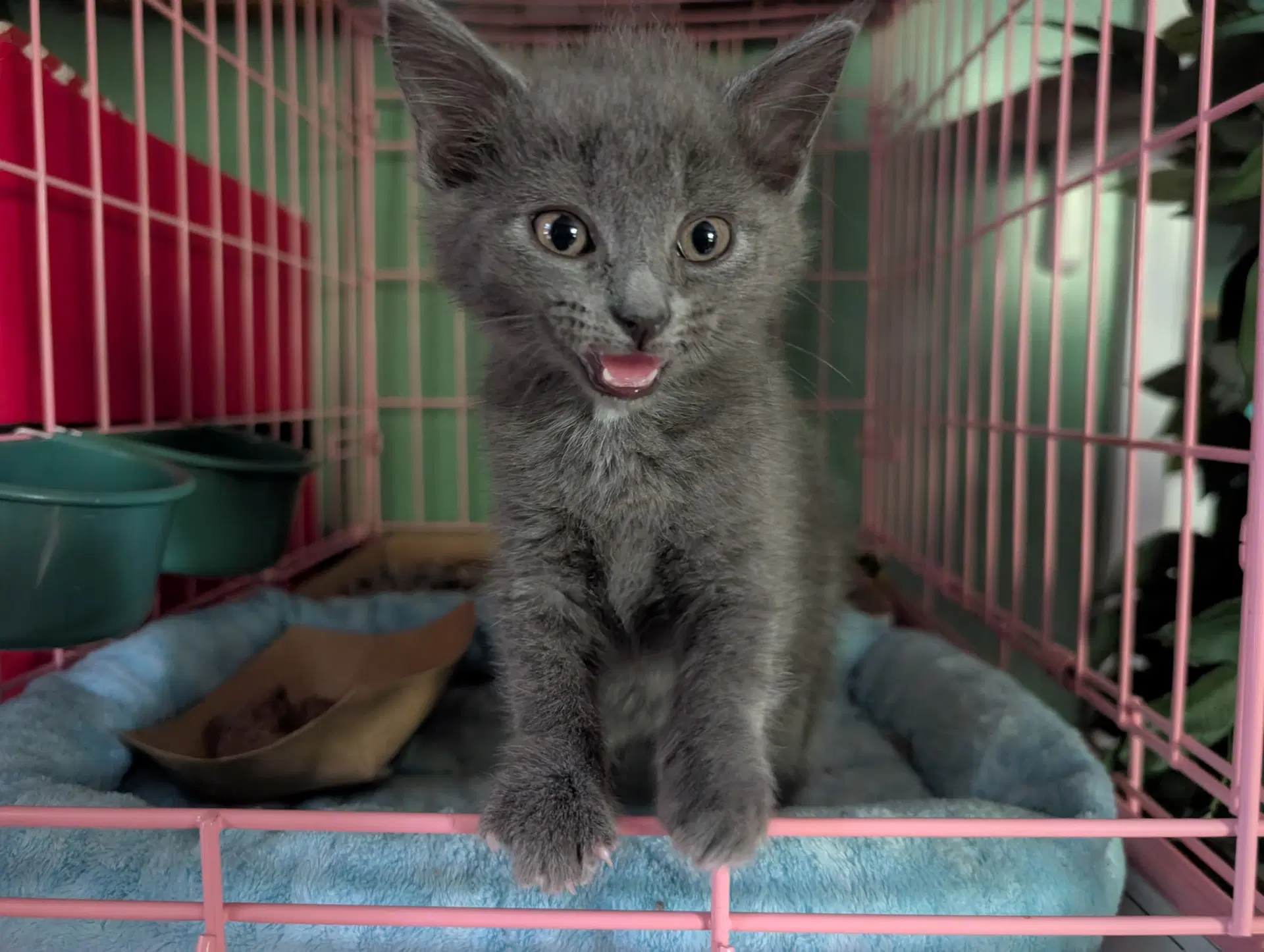 Shadow - Russian Blue