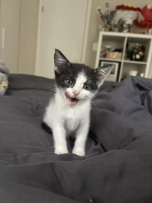 Flower, a cat for adoption from Fancy Cats Rescue Team