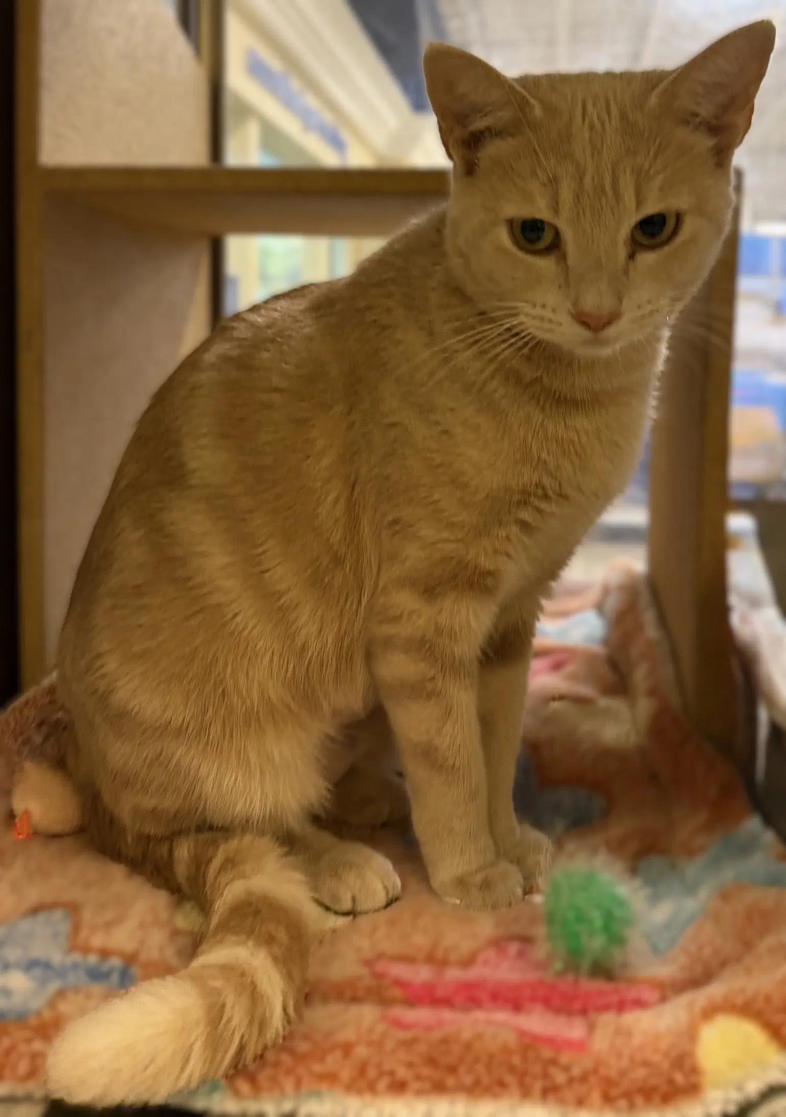 Butter Cream - Domestic Short Hair