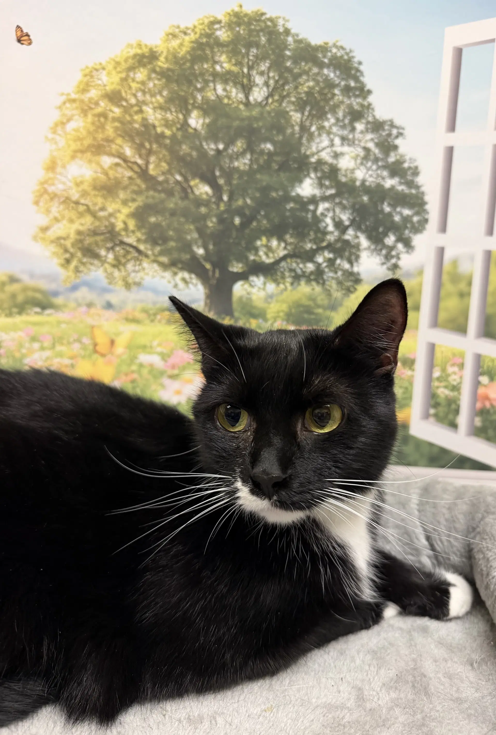 Bunny - Domestic Short Hair