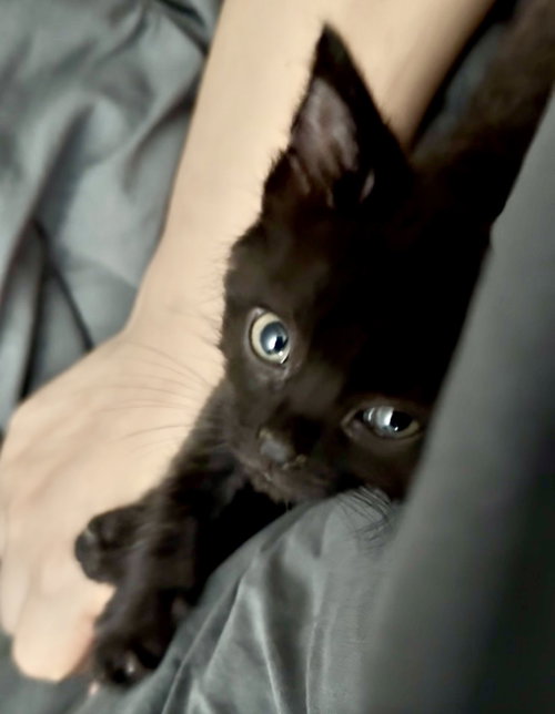 Freddie, a Domestic Short Hair (short coat) cat for adoption in Herndon, VA, photo 1 of 2