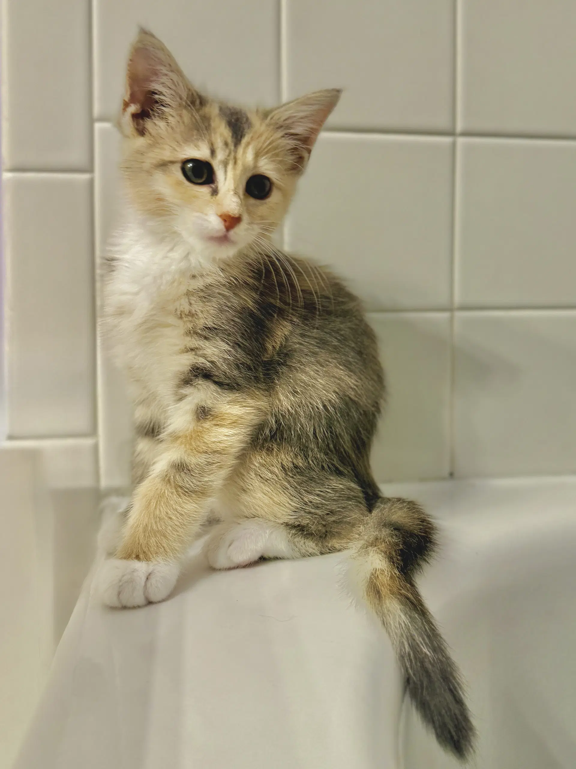 Marie - Domestic Short Hair
