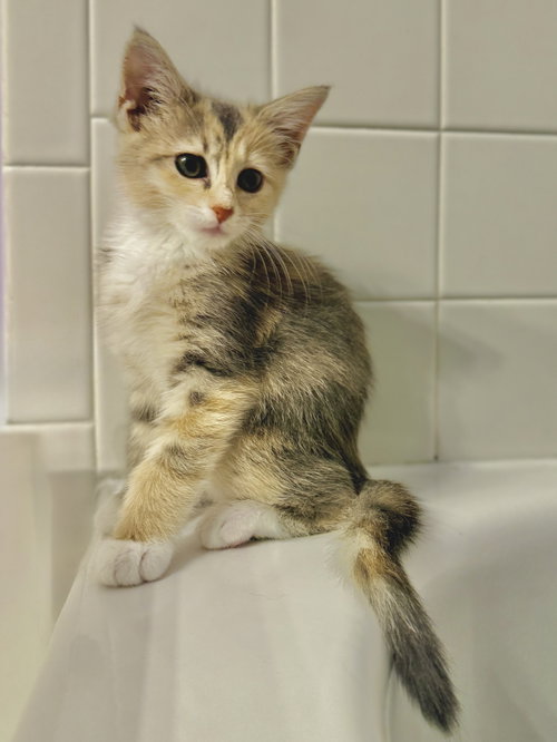 Marie, a Domestic Short Hair (short coat) cat for adoption in Herndon, VA, photo 1 of 4