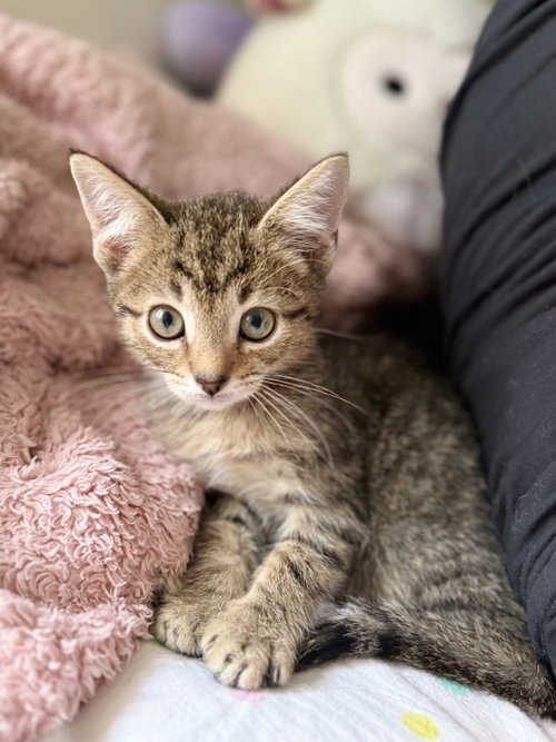 Tyke, a Domestic Short Hair (short coat) cat for adoption in Herndon, VA, photo 1 of 4