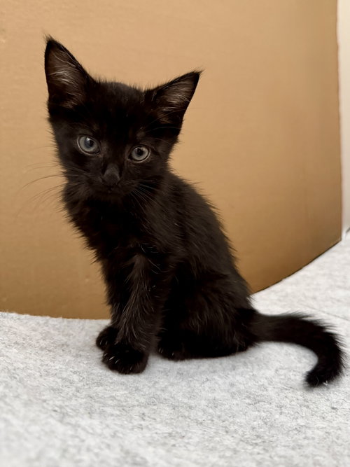 Kyle, a Domestic Short Hair (short coat) cat for adoption in Herndon, VA, photo 1 of 4